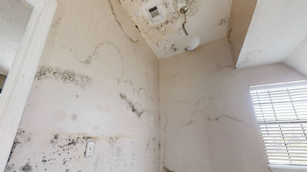 Mold Documentation for Insurance Claims in Suncook, NH