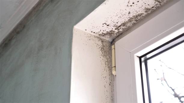 Best Residential Mold Inspection & Testing  in Suncook, NH