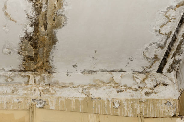 Best Mold Odor Removal Services  in Suncook, NH