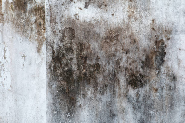 Best Forensic Mold Investigation  in Suncook, NH