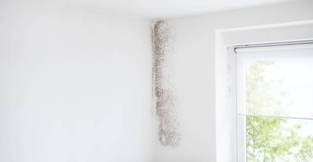 Best Dehumidification Services  in Suncook, NH