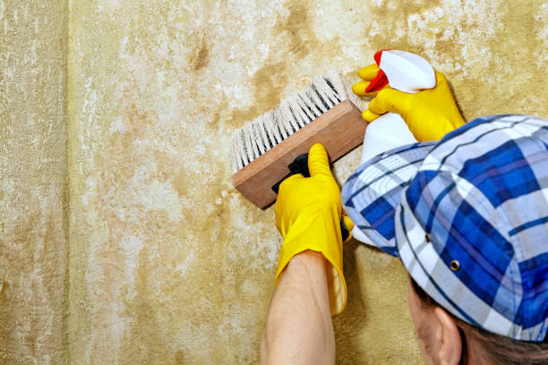 Best Mold-Related Health Consultation  in Suncook, NH