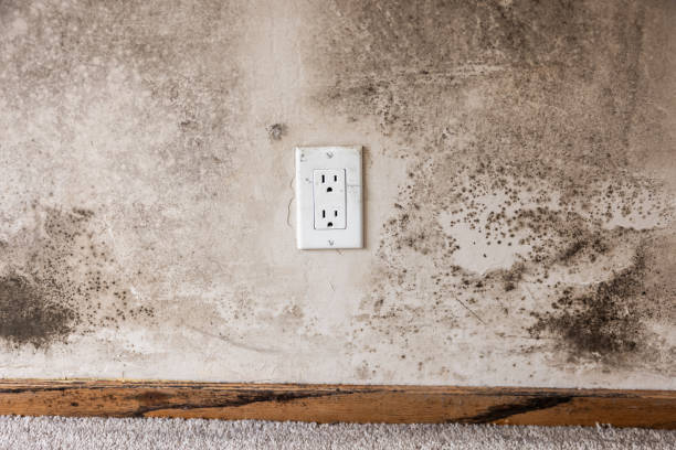 Best Post-Construction Mold Inspection  in Suncook, NH