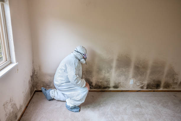 Best Mold Removal for HVAC Installations  in Suncook, NH