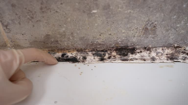 Best Basement Mold Removal  in Suncook, NH