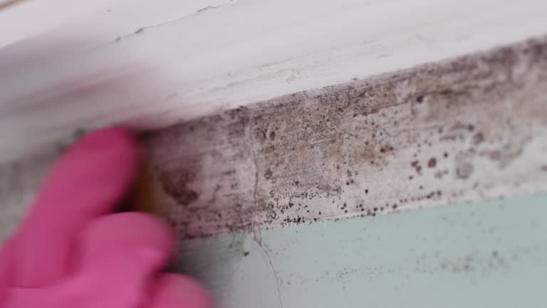 Best Mold Removal for HVAC Installations  in Suncook, NH